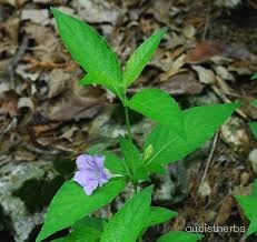 Ruellia strepens fullplant6.jpg